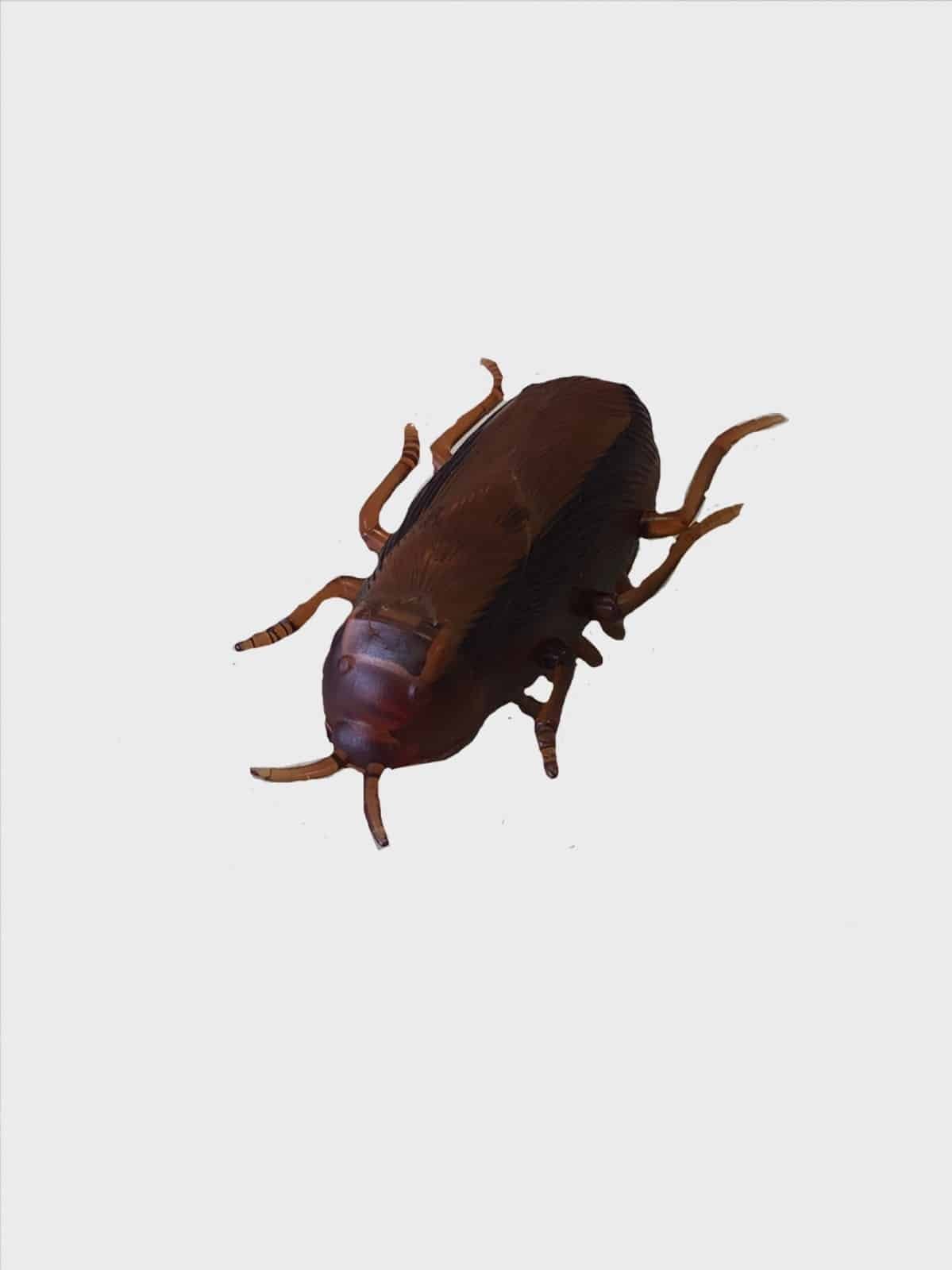 Brinquedo Barata (4,5cm x 2,5cm)