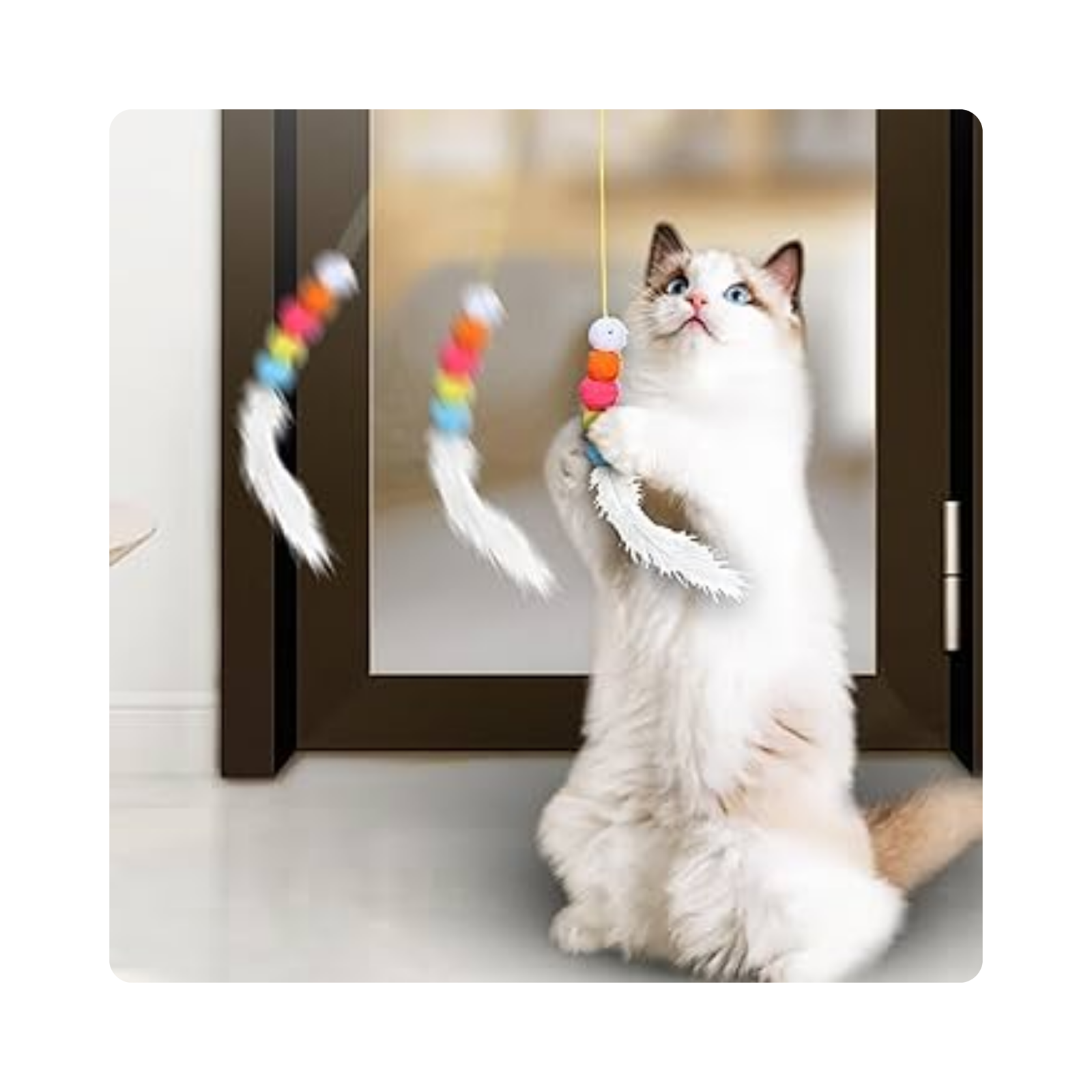 Elástico Divertido Cats - Imagem 5