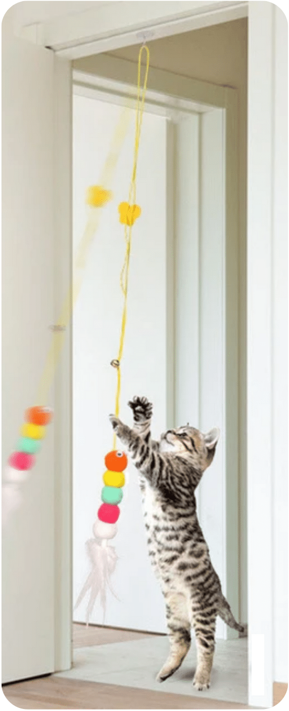 Elástico Divertido Cats - Imagem 4