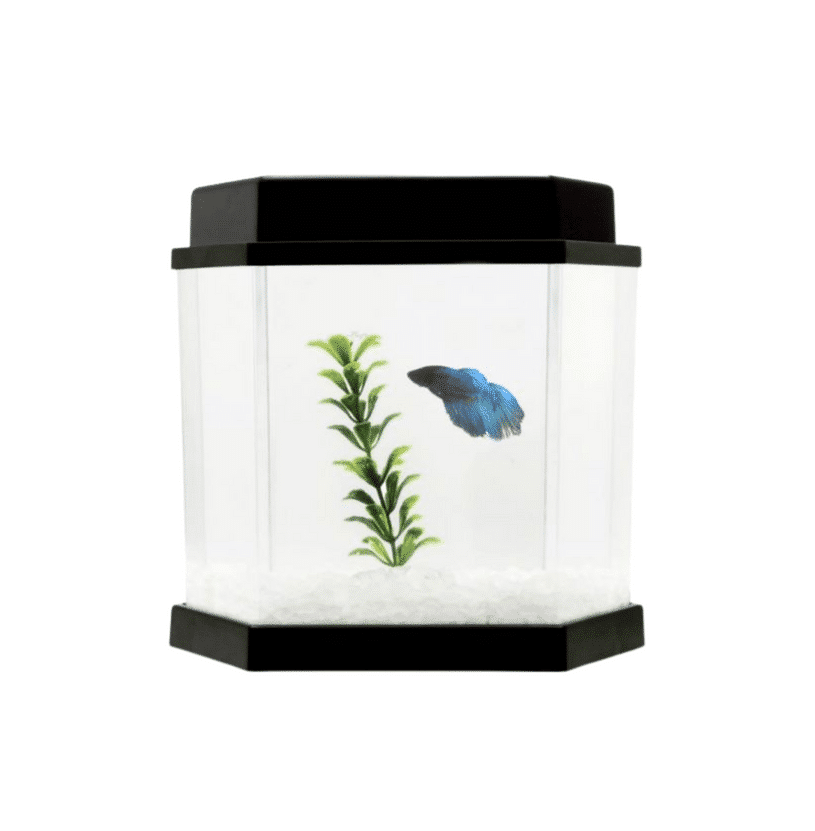 Beteira BettaFlex 5,5 Litros (25cm x 17cm)