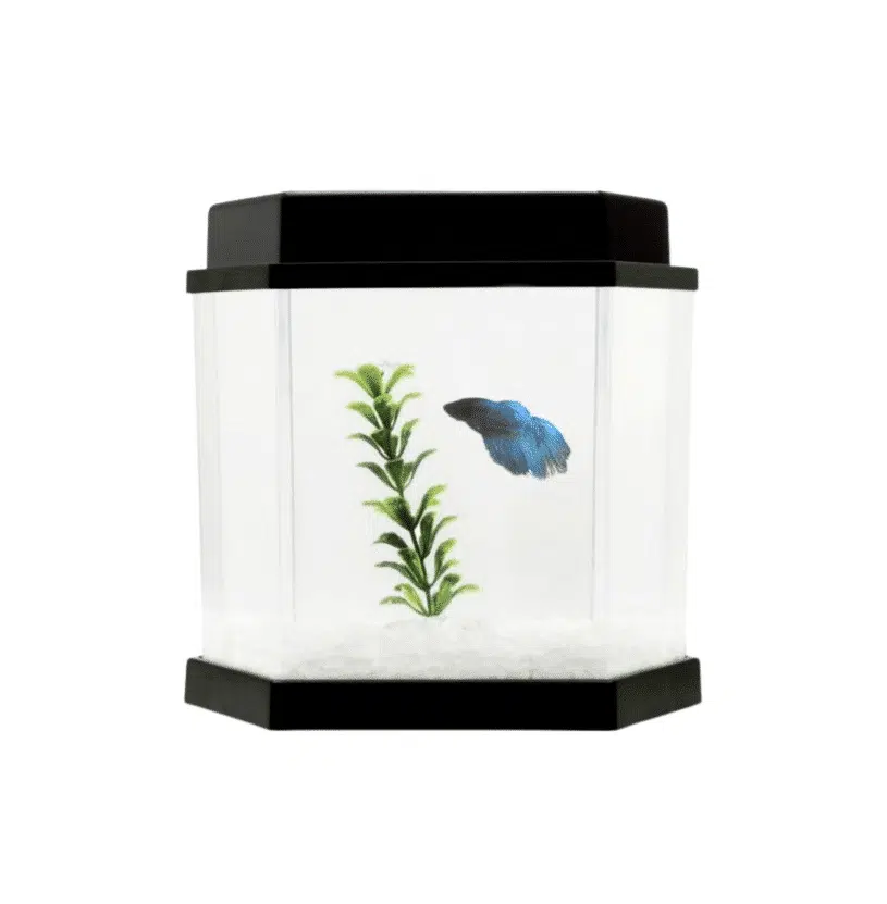 Beteira BettaFlex 5,5 Litros (25cm x 17cm)