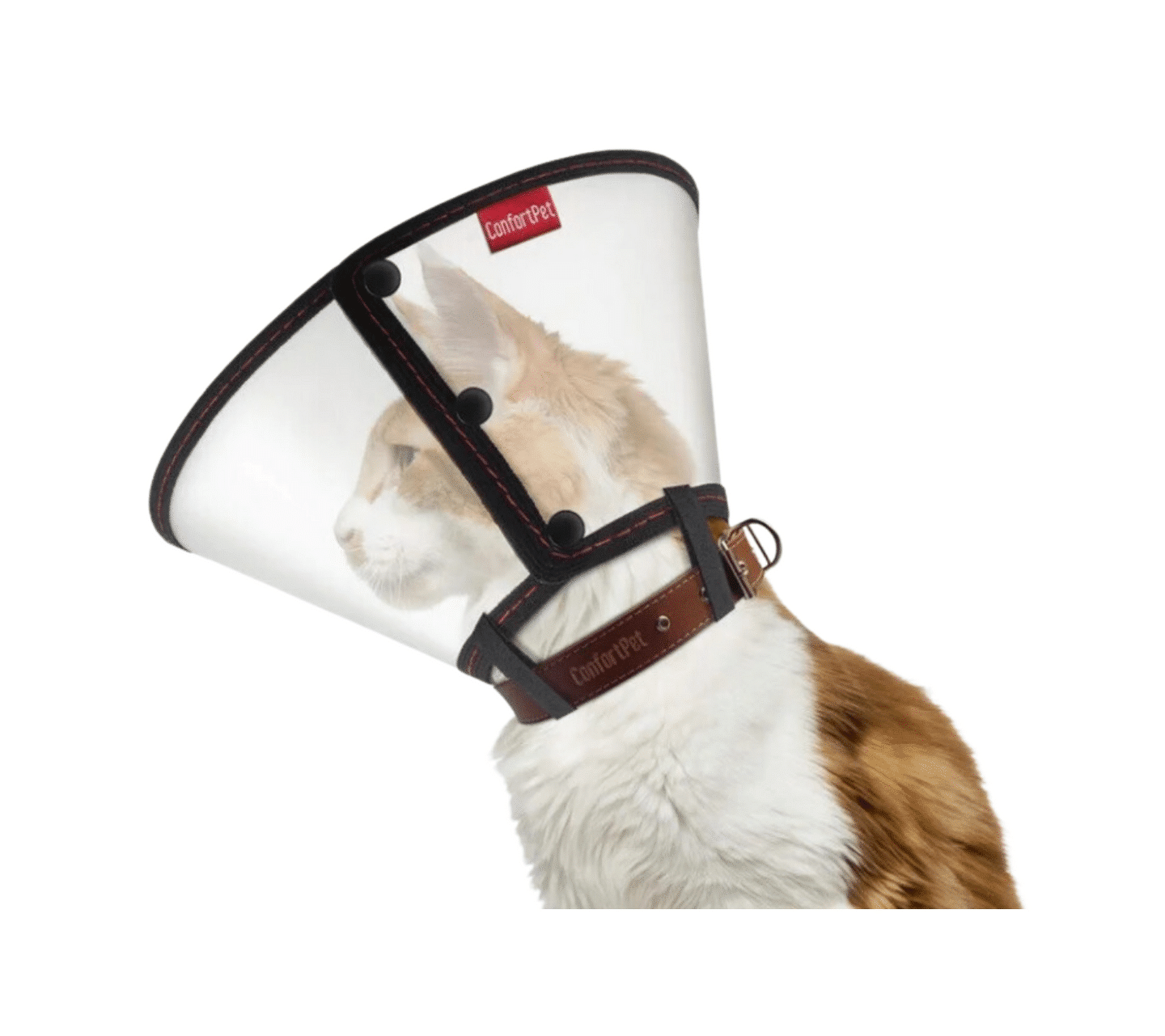 Colar Elizabetano Gato Extra Grande (22cm)