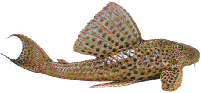 Peixe Cascudo Pequeno