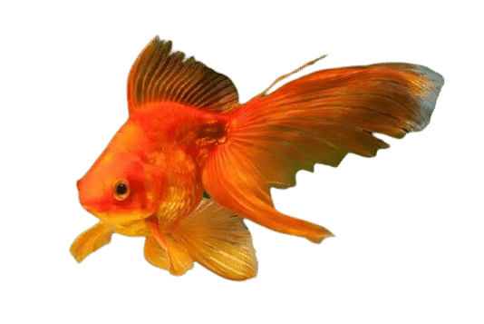 Peixe Kinguio Vermelho Pequeno