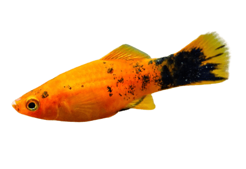 Peixe Platy