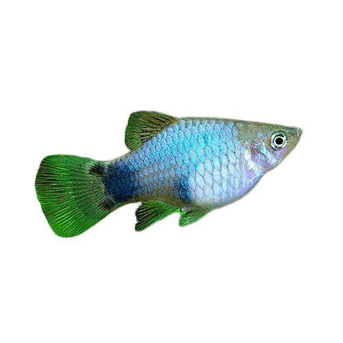 Peixe Platy Azul