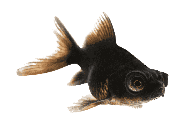 Peixe Telescópio Preto Pequeno